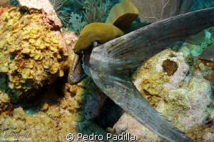 Green Moray eating her lunch.
Wall Dive Guanica Puerto Rico by Pedro Padilla 